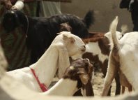 Livestock Assistance in Village Ramu Vero:A Healthier Herd, A Stronger Livelihood