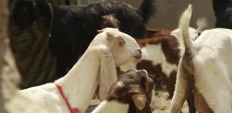 Livestock Assistance in Village Ramu Vero:A Healthier Herd, A Stronger Livelihood